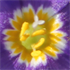 Austin Flowers